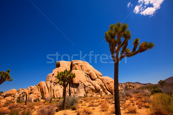 árbol parque valle desierto California EUA Foto stock © lunamarina