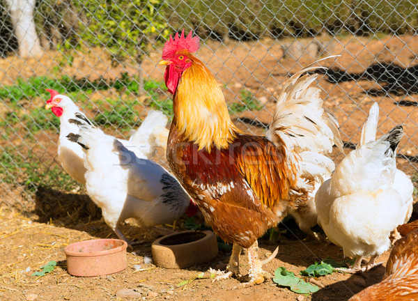 Foto stock: Galo · casa · aves · domésticas · galinha · grama · natureza