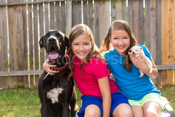 Twin sisters puppy pet dog and great dane playing Stock photo © lunamarina