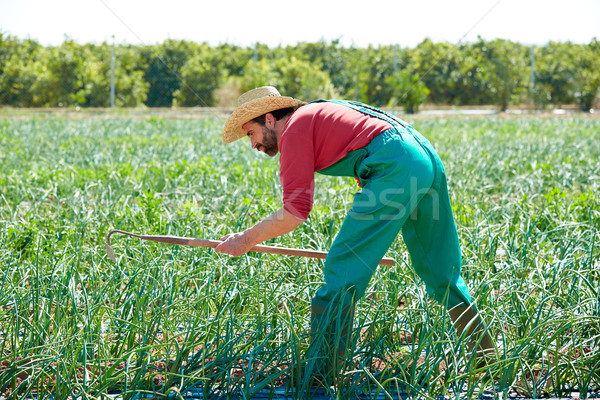 Farmer man working in onion orchard with hoe Stock photo © lunamarina