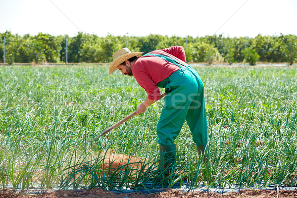 Agriculteur homme travail oignon verger houe [[stock_photo]] © lunamarina