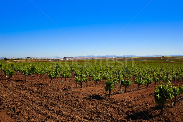 Ribera Guadiana vineyard Extremadura Spain Stock photo © lunamarina
