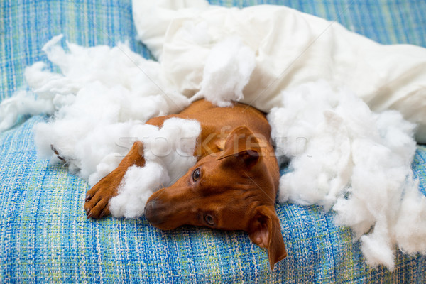 Stock photo: naughty playful puppy dog after biting a pillow