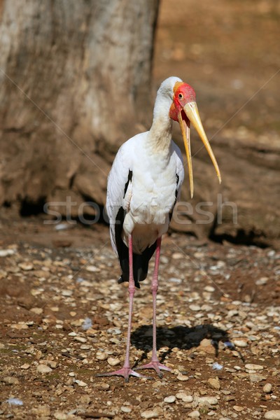 African Yellowbilled Stork Tantalo, Mycteria ibis bird, nature Stock photo © lunamarina