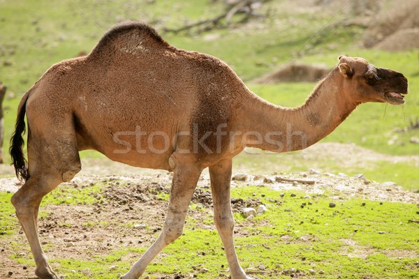 Camel walking on the park with green grass  Stock photo © lunamarina