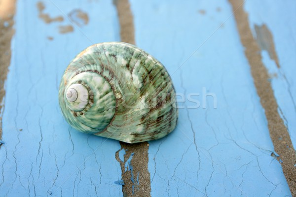 blue wooden beach floor green sea shell Stock photo © lunamarina