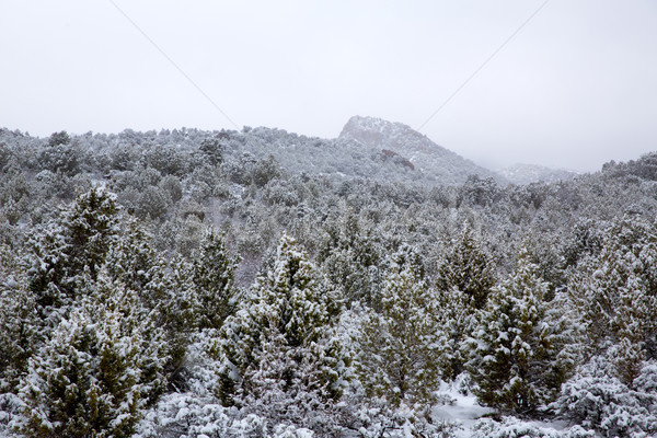 Nevada USA spring snow in the mountains Stock photo © lunamarina