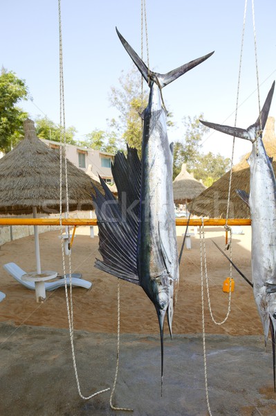 Sailfish catch hanging marlin fishing trophy Stock photo © lunamarina
