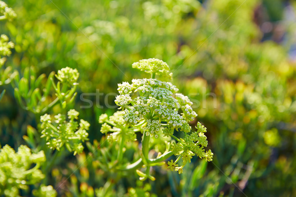 Plant Spanje middellandse zee zon licht achtergrond Stockfoto © lunamarina