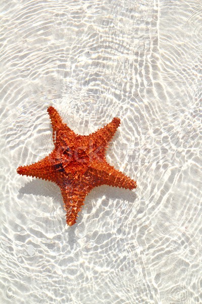 Сток-фото: Starfish · оранжевый · волнистый · мелкий · воды · красивой