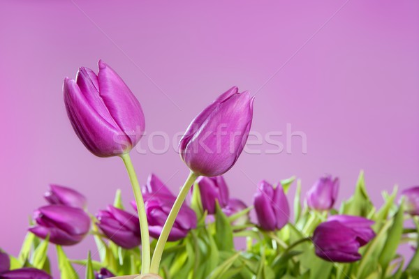 tulips pink flowers pink studio shot Stock photo © lunamarina