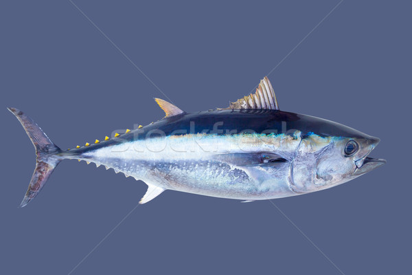 Atún de agua salada peces naturaleza azul viaje Foto stock © lunamarina
