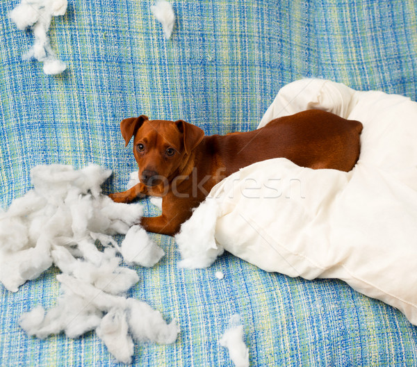 naughty playful puppy dog after biting a pillow Stock photo © lunamarina