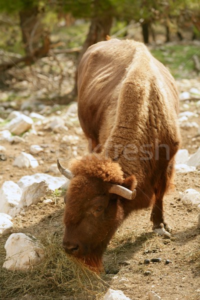 Bison Essen Vorderseite Ansicht mächtig Stier Stock foto © lunamarina