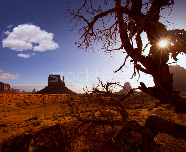 Oeste manana Utah árbol cielo Foto stock © lunamarina