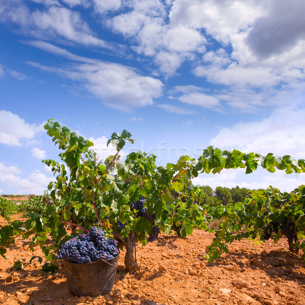 bobal harvesting with wine grapes harvest Stock photo © lunamarina