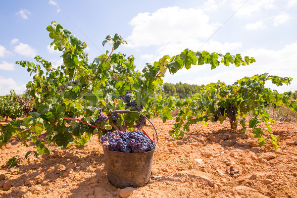 bobal harvesting with wine grapes harvest Stock photo © lunamarina