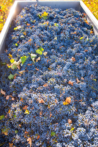 Mediterranean vineyard harvest   cabernet sauvignon grape field  Stock photo © lunamarina