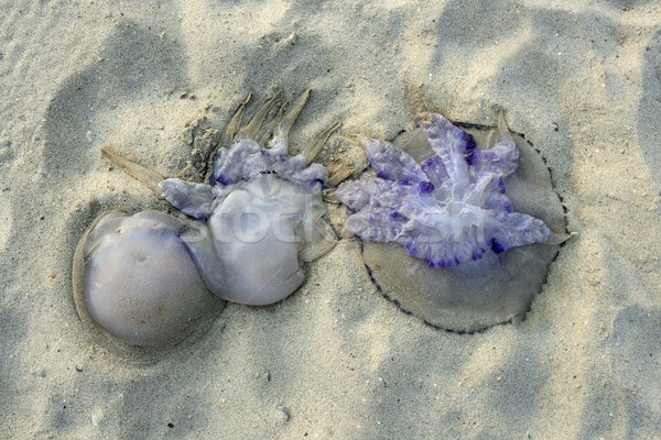 Dangereux méduse morts plage de sable plage rive [[stock_photo]] © lunamarina