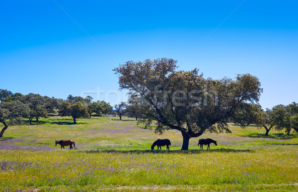 Via de la Plata way in Extremadura Stock photo © lunamarina