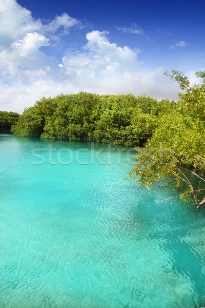 cenote mangrove turquoise water Mayan Riviera Stock photo © lunamarina