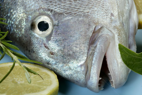 Denton, Mediterranean sparus fish, gilthead, snapper Stock photo © lunamarina