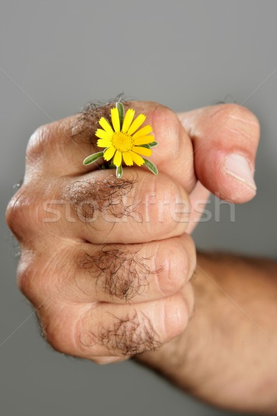 Contraste peludo homem mão flor flor da primavera Foto stock © lunamarina