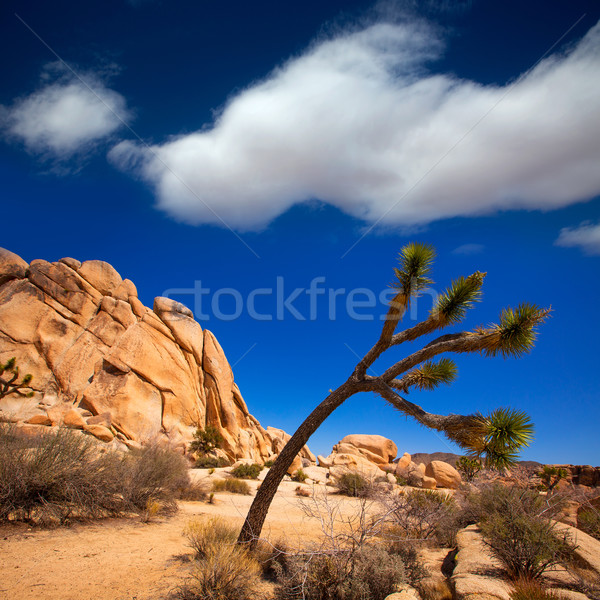 Joshua Tree National Park Yucca Valley Mohave desert California Stock photo © lunamarina
