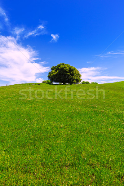 Californie prairie collines chêne USA nuages [[stock_photo]] © lunamarina