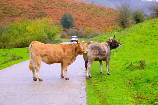 Stock fotó: Tehenek · út · dzsungel · Spanyolország · pár · fű