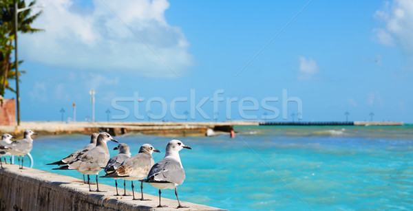 Key west florida beach Clearence S Higgs Stock photo © lunamarina