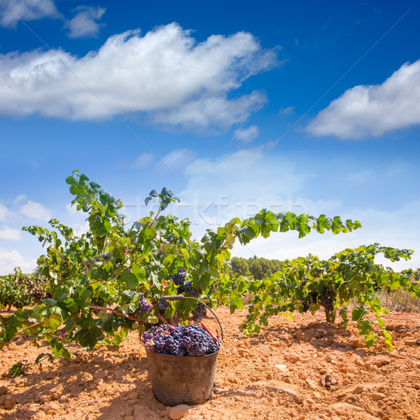 bobal harvesting with wine grapes harvest Stock photo © lunamarina