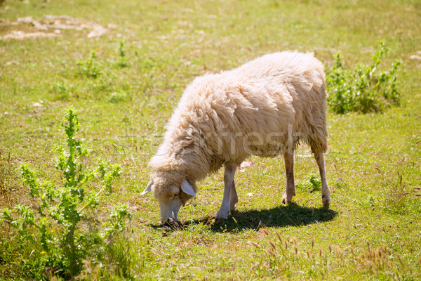 Sheep grazing grass in Menorca Balearic Stock photo © lunamarina