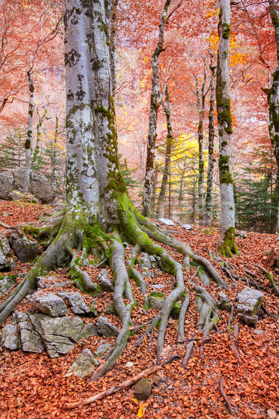 Herbst Wald Spanien fallen Textur Gras Stock foto © lunamarina