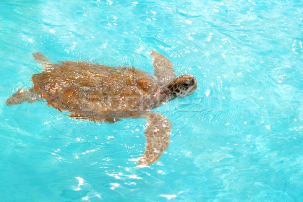 Green sea Turtle Chelonia mydas  Caribbean Stock photo © lunamarina