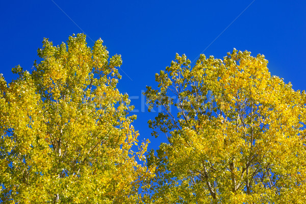 Yellow poplar leaves detain on blue sky Stock photo © lunamarina