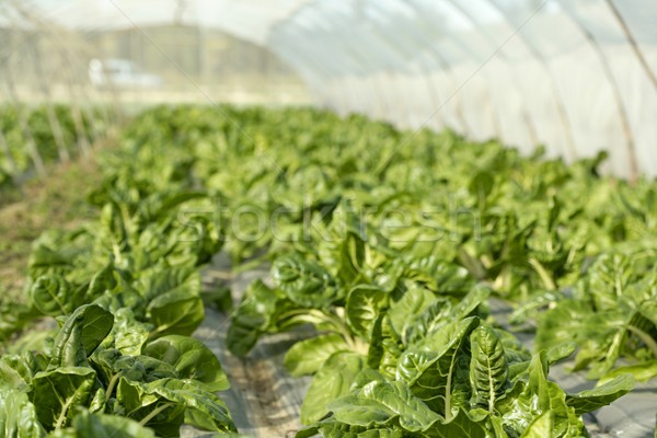 green chard cultivation in a hothouse field Stock photo © lunamarina