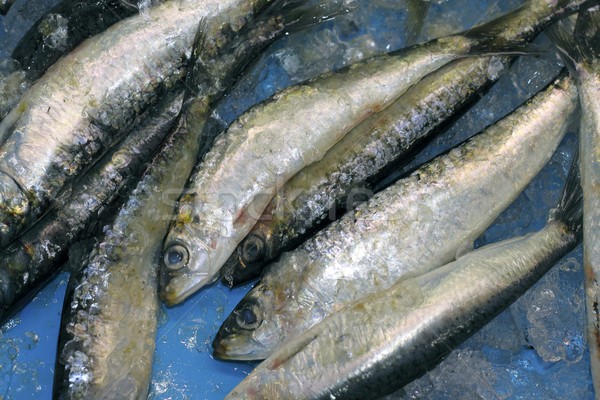 pilchard sardine seafood fish catch blue ice Stock photo © lunamarina