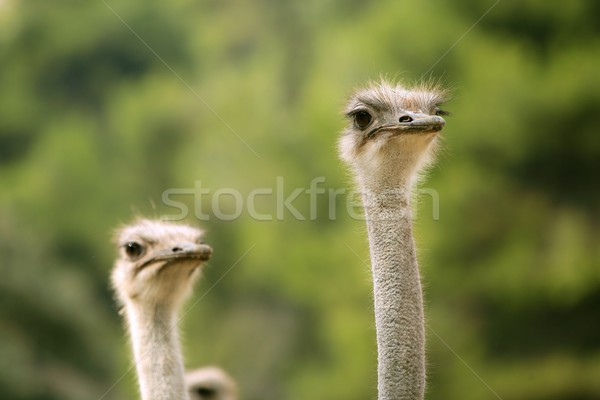 Ostrich portrait outdoor forest green trees Stock photo © lunamarina