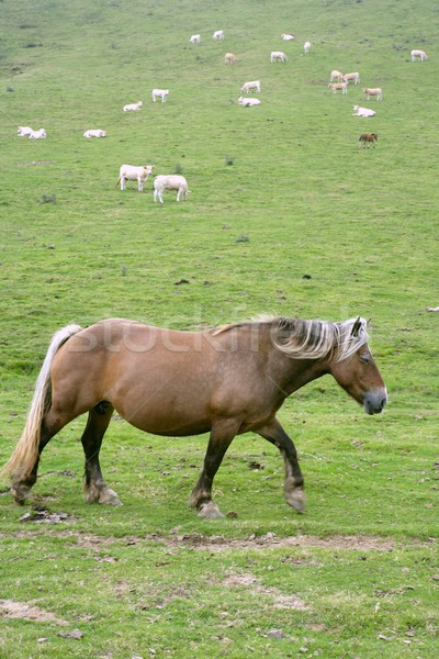 Caballo paisaje verde pradera cielo primavera Foto stock © lunamarina