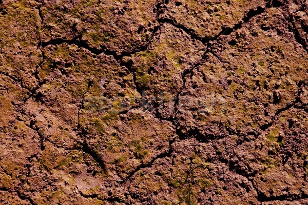 Secas rachado vermelho argila naturalismo solo Foto stock © lunamarina