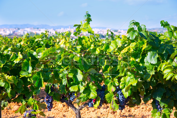 Requena in Valencia province a wine region of Spain Stock photo © lunamarina