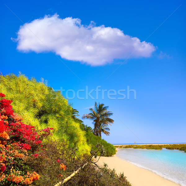 Tengerpart kanári Kanári-szigetek égbolt víz tájkép Stock fotó © lunamarina