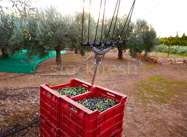 Olive raccolto vibrazioni forcella strumento Foto d'archivio © lunamarina