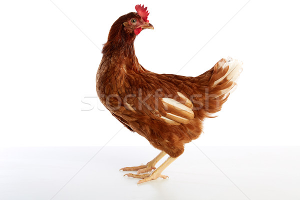 Brown hybrid hen  isolated on white Stock photo © lunamarina