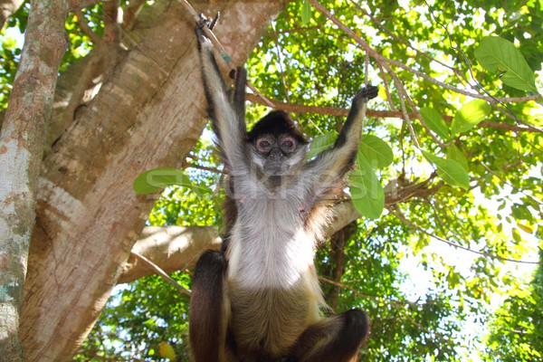 Ateles geoffroyi  Spider Monkey Central America Stock photo © lunamarina