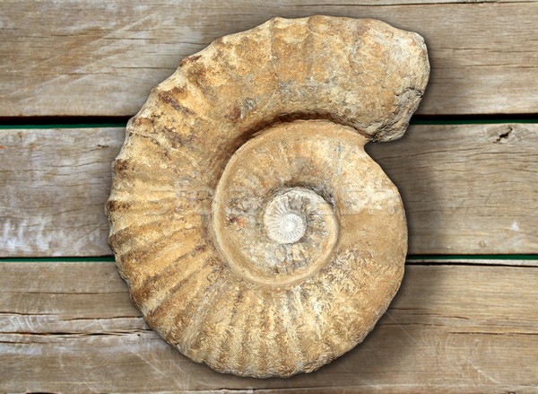 fossil spiral snail stone real ancient petrified shell Stock photo © lunamarina