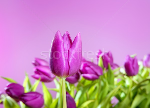 tulips pink flowers pink studio shot Stock photo © lunamarina