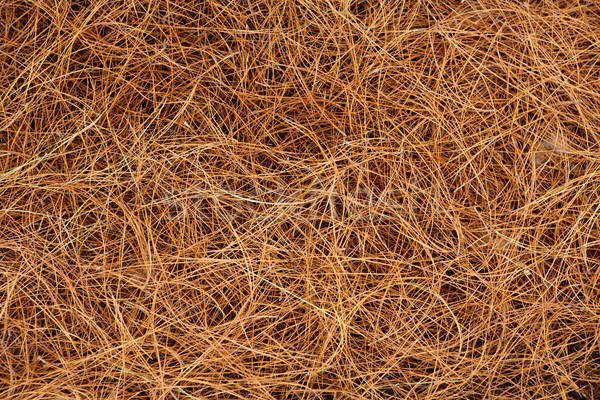 Stock fotó: Aszalt · fenyőfa · levelek · tűk · minta · barna