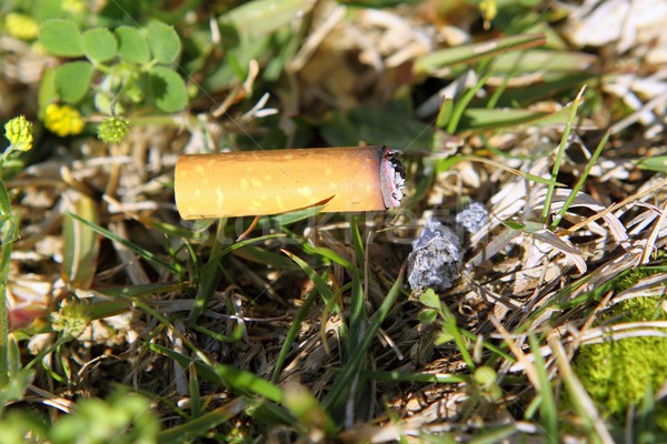 cigarette fire hazard on forest grass macro detail Stock photo © lunamarina